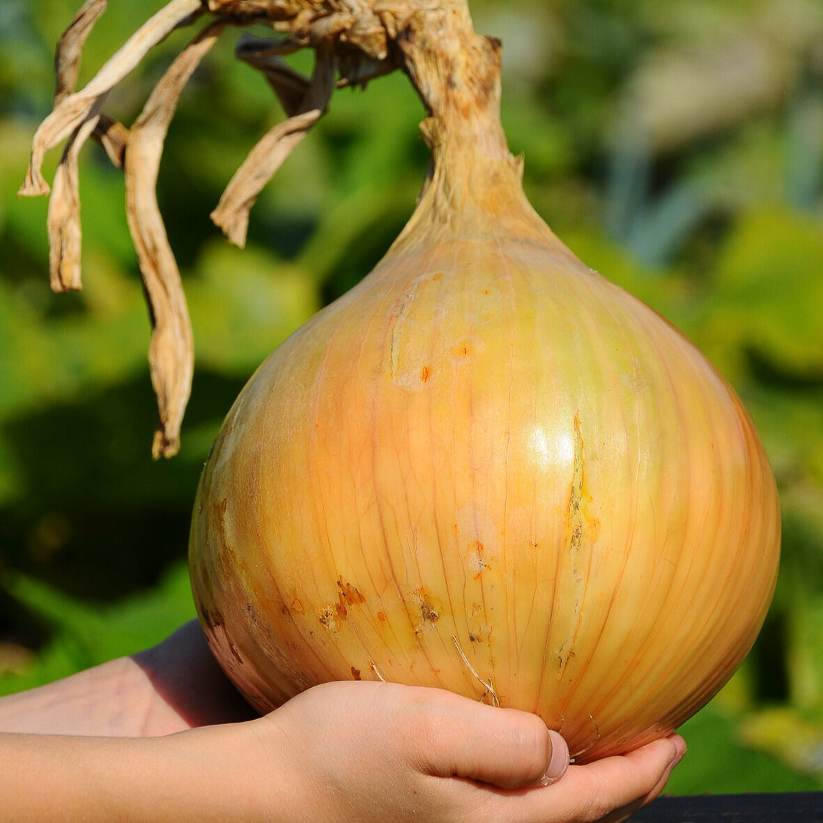 Allium cepa - Zwiebel