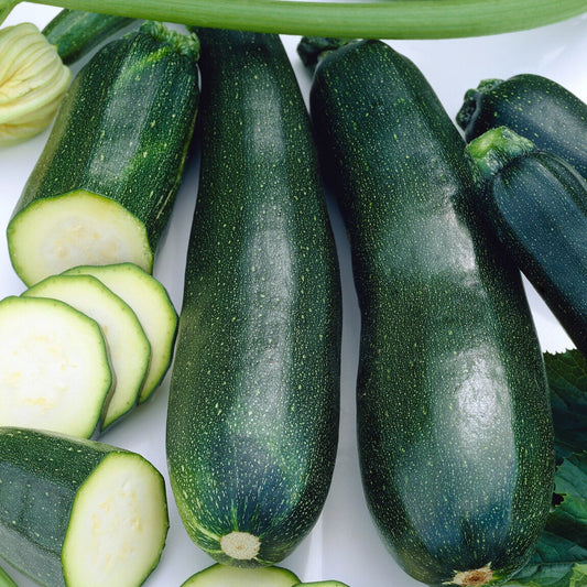 Zucchini Black Beauty - Bakker