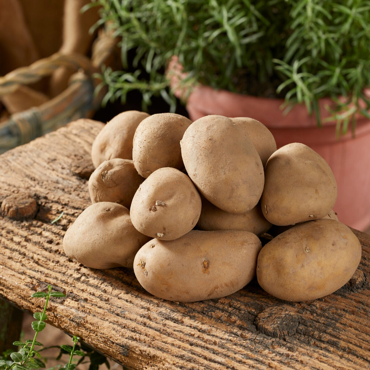 Kartoffel Charlotte - Solanum tuberosum charlotte - Bakker