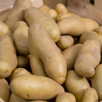 Kartoffel La Ratte (x25) - Solanum tuberosum ratte - Bakker