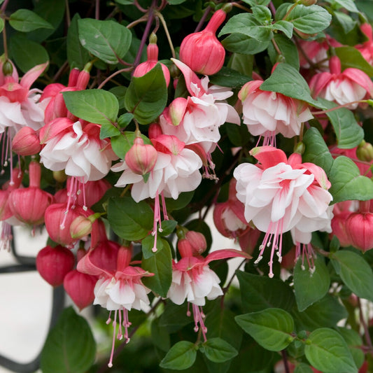 Fuchsie Swingtime - Bakker