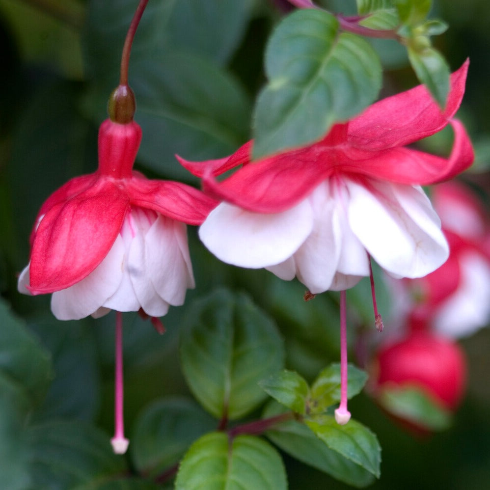Fuchsia Swingtime - Fuchsie Swingtime - Fuchsien