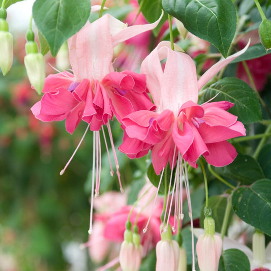 Fuchsie 'Bella Rosella' (x3) - Bakker