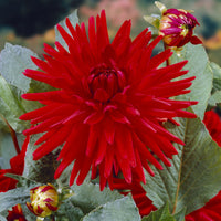 Dahlie Red Pigmy (x3) - Dahlia Red Pigmy - Bakker