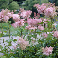 Spierstaude - Filipendula purpurea Elegans - Bakker