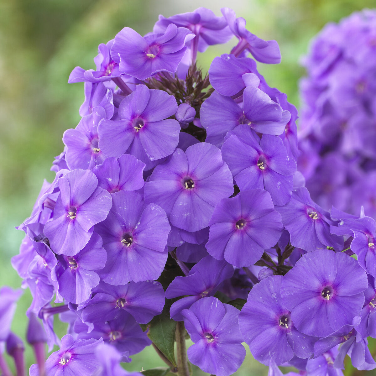 Phlox - Flammenblume Amethyst - Phlox paniculata Amethyst