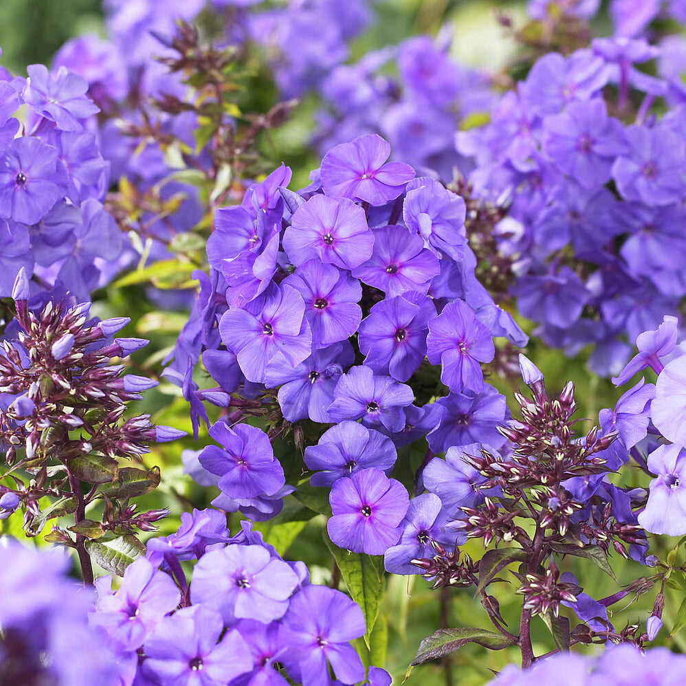 Phlox paniculata Amethyst - Flammenblume Amethyst - Phlox