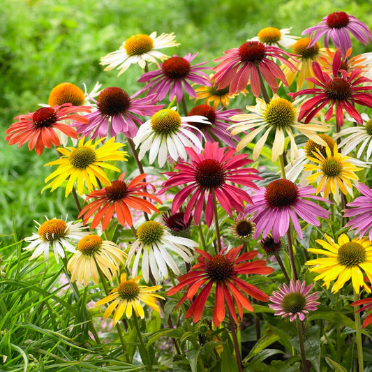 Sonnenhut Butterfly Mischung (x5) - Echinacea butterfly