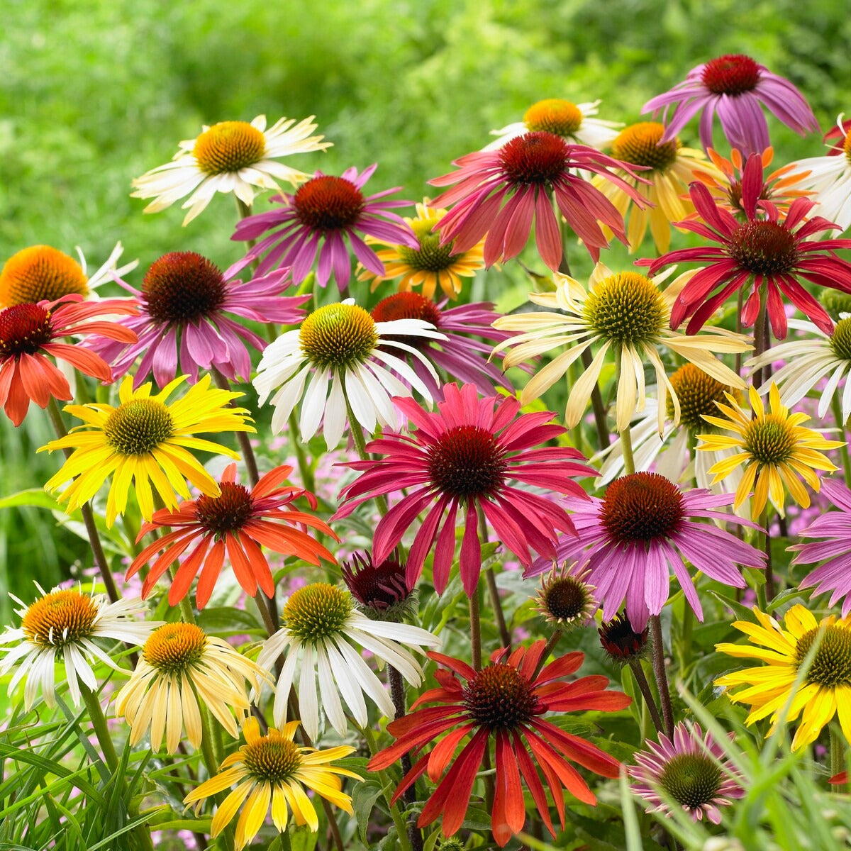 Echinacea butterfly - Sonnenhut Butterfly Mischung (x5) - Echinacea - Sonnenhut