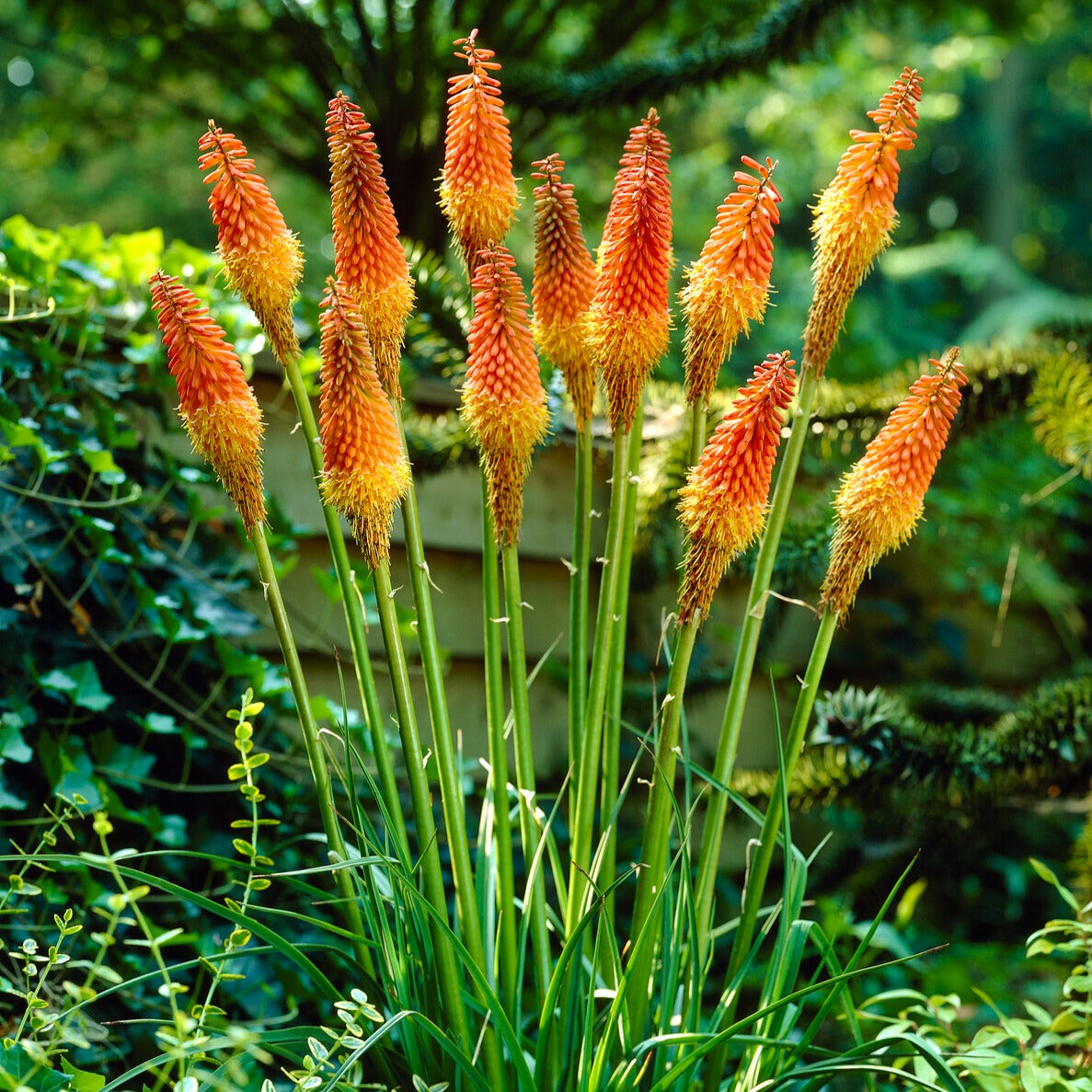 Fackellilie (x5) - Kniphofia uvaria - Bakker