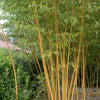 Riesenbambus 'Aureocaulis' - Phyllostachys aureosulcata aureocaulis - Bambus