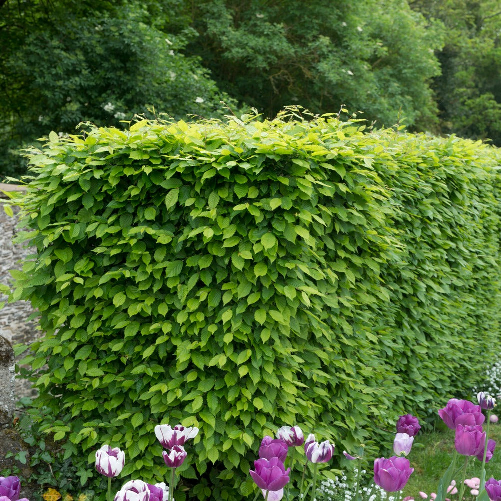 Hainbuche (x10) - Carpinus betulus - Sträucher und Stauden