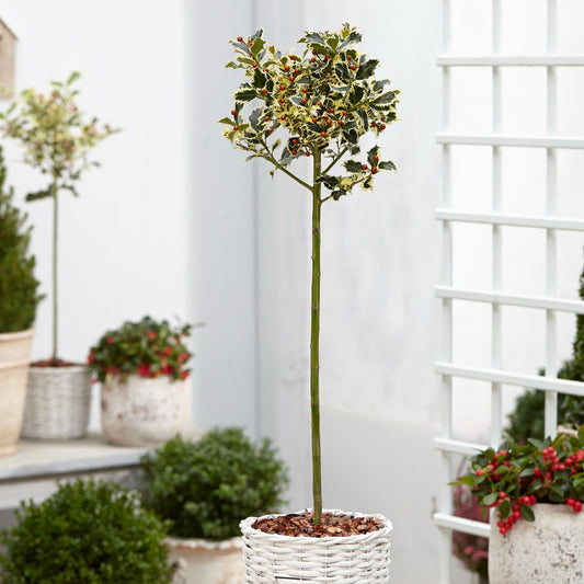 Weißbunte Stechpalme 'Argentea Marginata' stamm - Ilex aquifolium Argentea Marginata - Gartenpflanzen