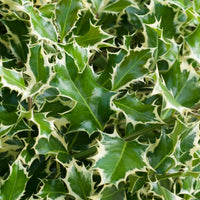 Weißbunte Stechpalme 'Argentea Marginata' stamm - Ilex aquifolium Argentea Marginata