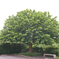 Großblättrige Maulbeere - Morus alba Macrophylla - Bakker