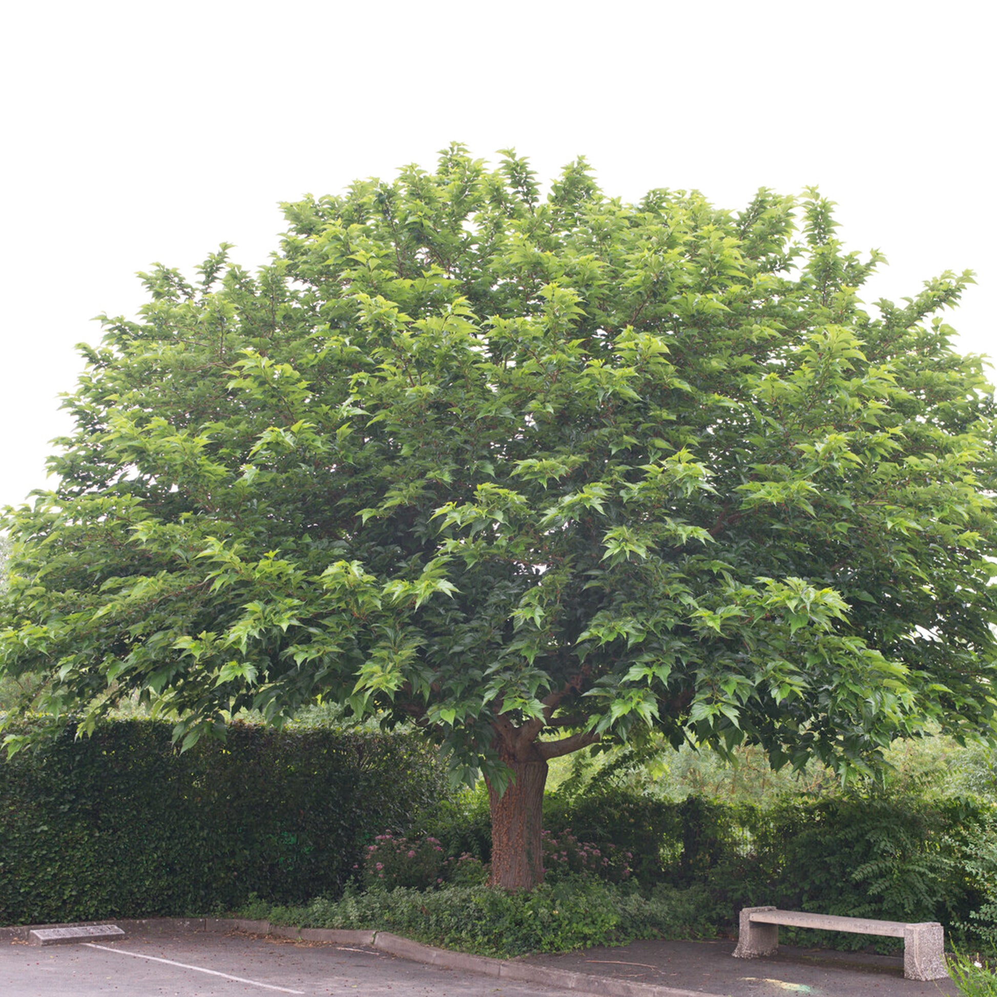 Großblättrige Maulbeere - Morus alba macrophylla