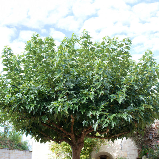 Großblättrige Maulbeere - Morus alba macrophylla