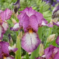 Deutsche Schwertlilie Autumn Encore (x3) - Iris germanica Autumn Encore - Bakker