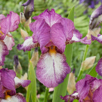 Iris germanica autumn encore, lovely again - Deutsche Schwertlilien Autumn encore und Lovely Again - Iris germanica - Deutsche Schwertlilie