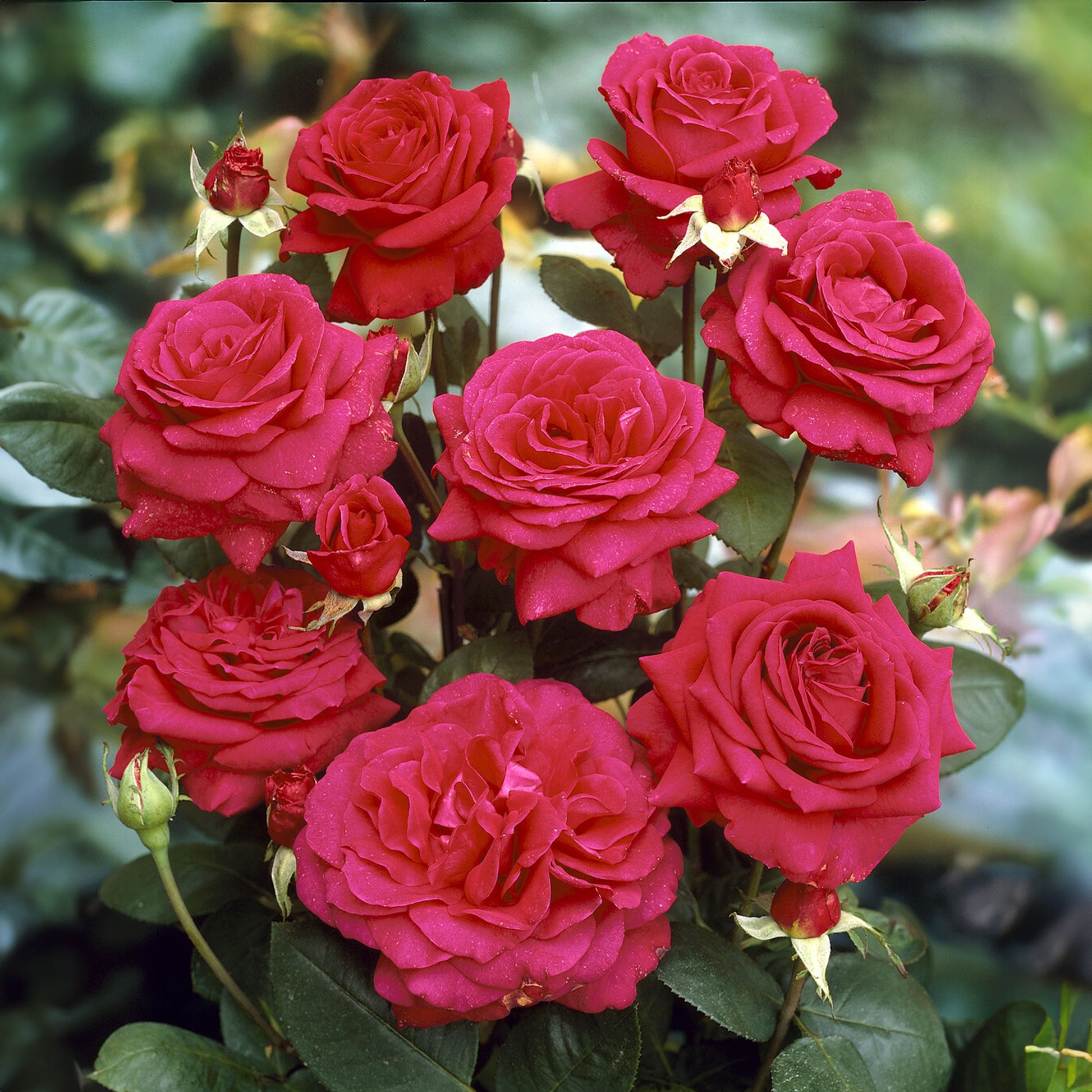 Stammrosen Mischung (Walztime, Sunsilk, Dame de Coeur) (x3) - Rosa 'walztime' 'sunsilk''dame de coeur' - Pflanzensorten