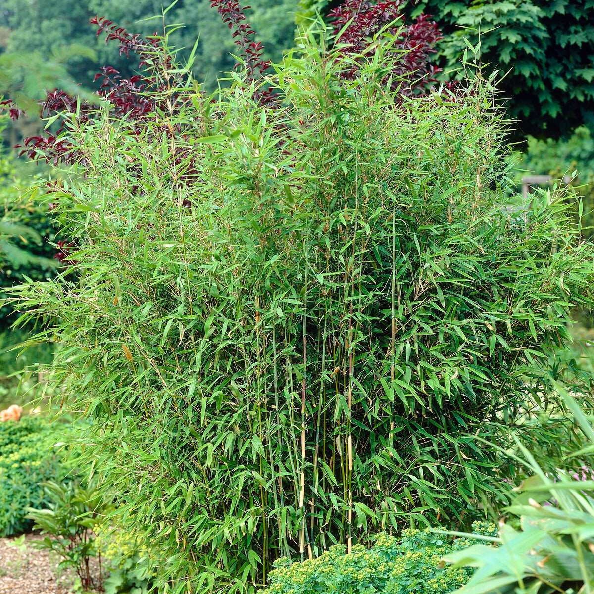 Bambus - Arundinaria murielae