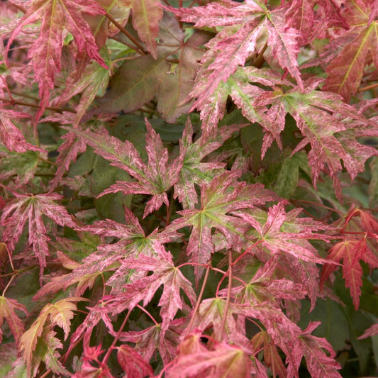 Fächerahorn Phoenix - Bakker