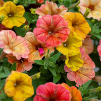 Petunie 'Cascadias Indian Summer' (x3) - Petunia cascadias Indian Summer - Bakker
