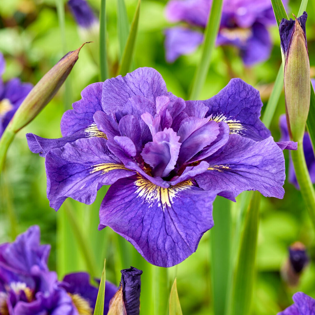 Sibirische Schwertlilien Mischung - Iris sibirica Double Standard,  Concord Crush,  Pink Parfait - Bakker