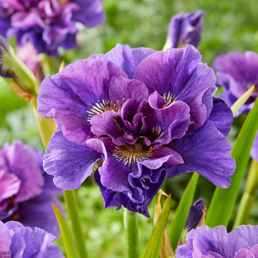 Sibirische Schwertlilie Concord Crush - Bakker