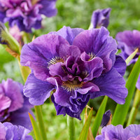 Blühende Stauden - Sibirische Schwertlilien Mischung - Iris sibirica Double Standard,  Concord Crush,  Pink Parfait