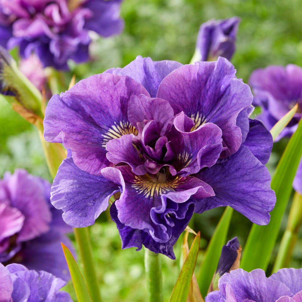 Blühende Stauden - Sibirische Schwertlilien Mischung - Iris sibirica Double Standard,  Concord Crush,  Pink Parfait