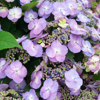 Bauernhortensie Blueberry Cheesecake - Hydrangea macrophylla Blueberry Cheesecake - Bakker