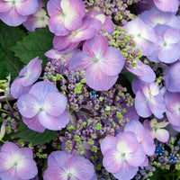Bauernhortensie Blueberry Cheesecake - Bakker