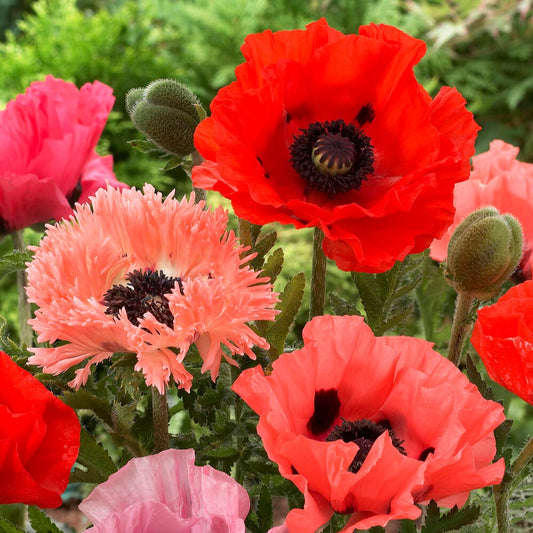 Mohnblumen Mischung (x3) - Papaver orientale - Stauden