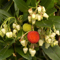 Erdbeerbaum