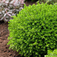 Hebe  'Emerald Green' - Hebe Emerald Green - Bakker