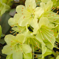 Zwerg-Alpenrose Princess Anne - Rhododendron Princess Anne - Bakker