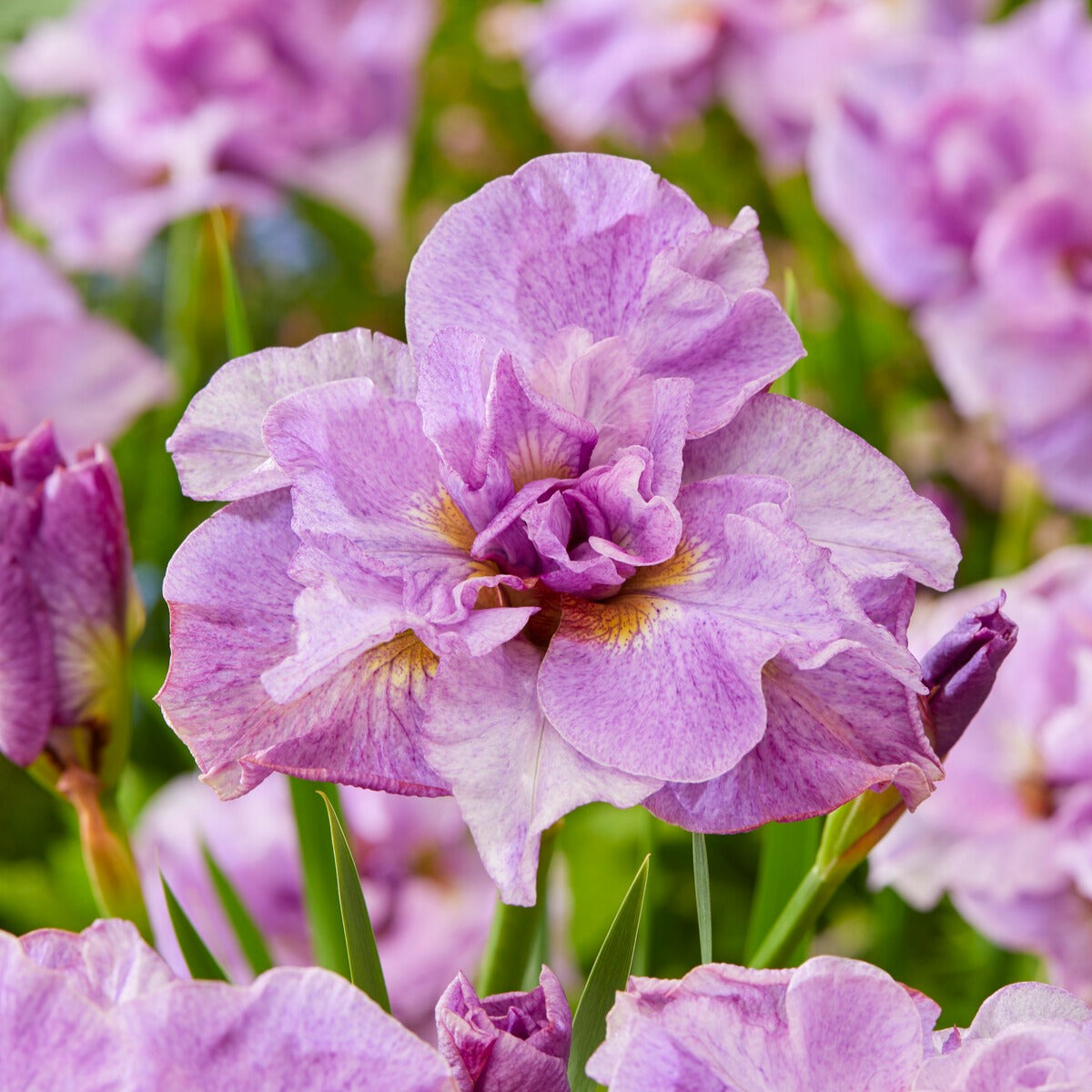 Sibirische Schwertlilie Pink Parfait (x2) - Iris sibirica Pink Parfait - Bakker