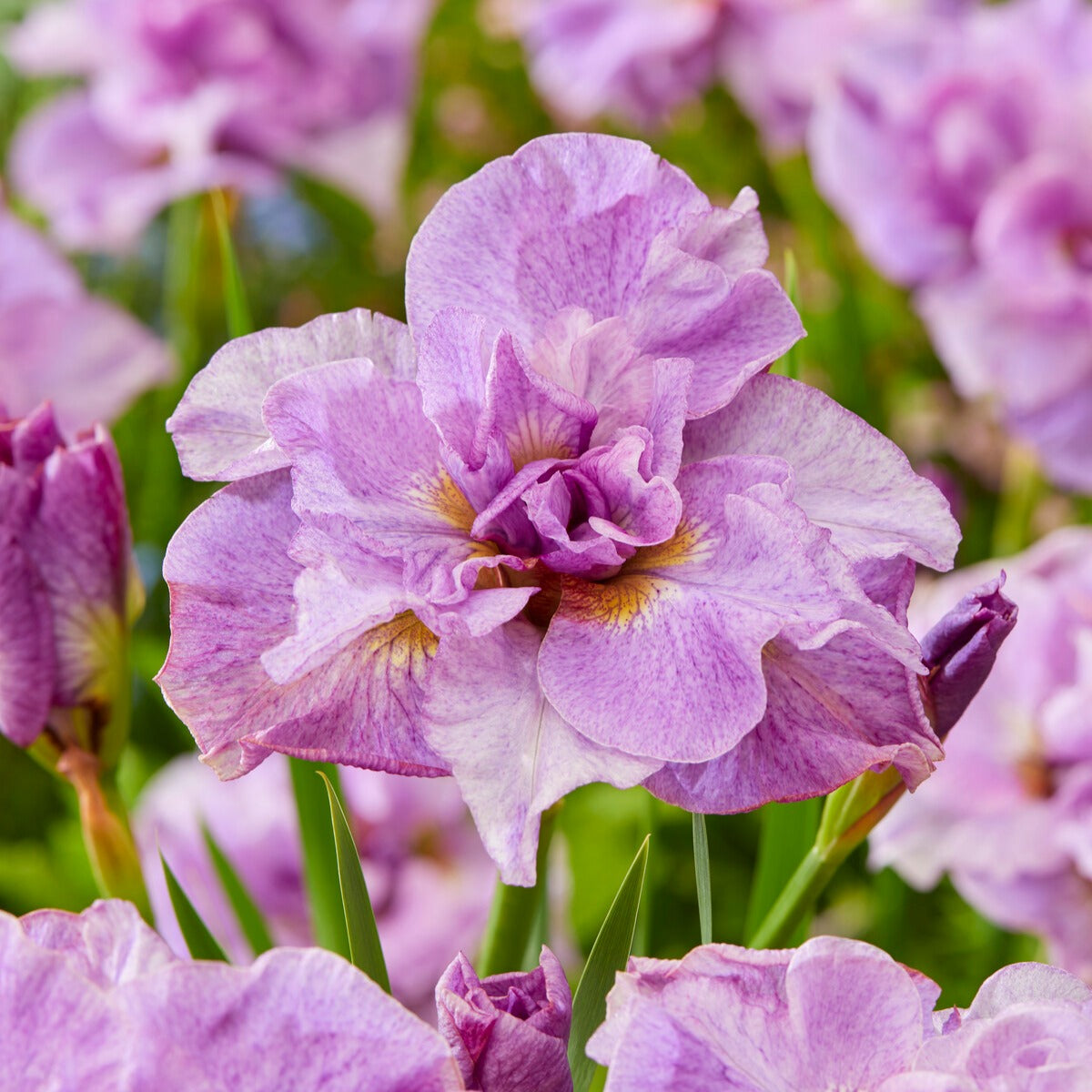 Iris sibirica Double Standard,  Concord Crush,  Pink Parfait - Sibirische Schwertlilien Mischung - Blühende Stauden