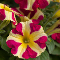 Petunie 'Amore Queen of Hearts' (x3) - Petunia amore queen of hearts - Bakker