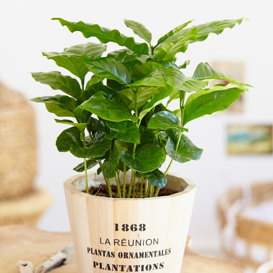 Kaffeepflanze Coffea - Coffea arabica - Bakker