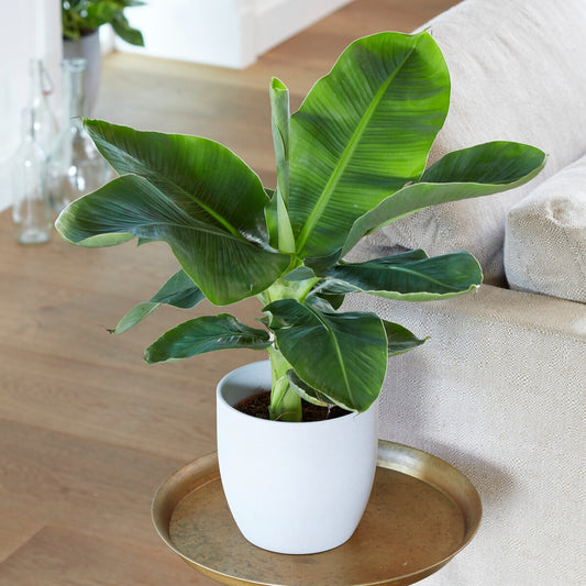 Bananenpflanze 'Oriental Dwarf' - Bakker