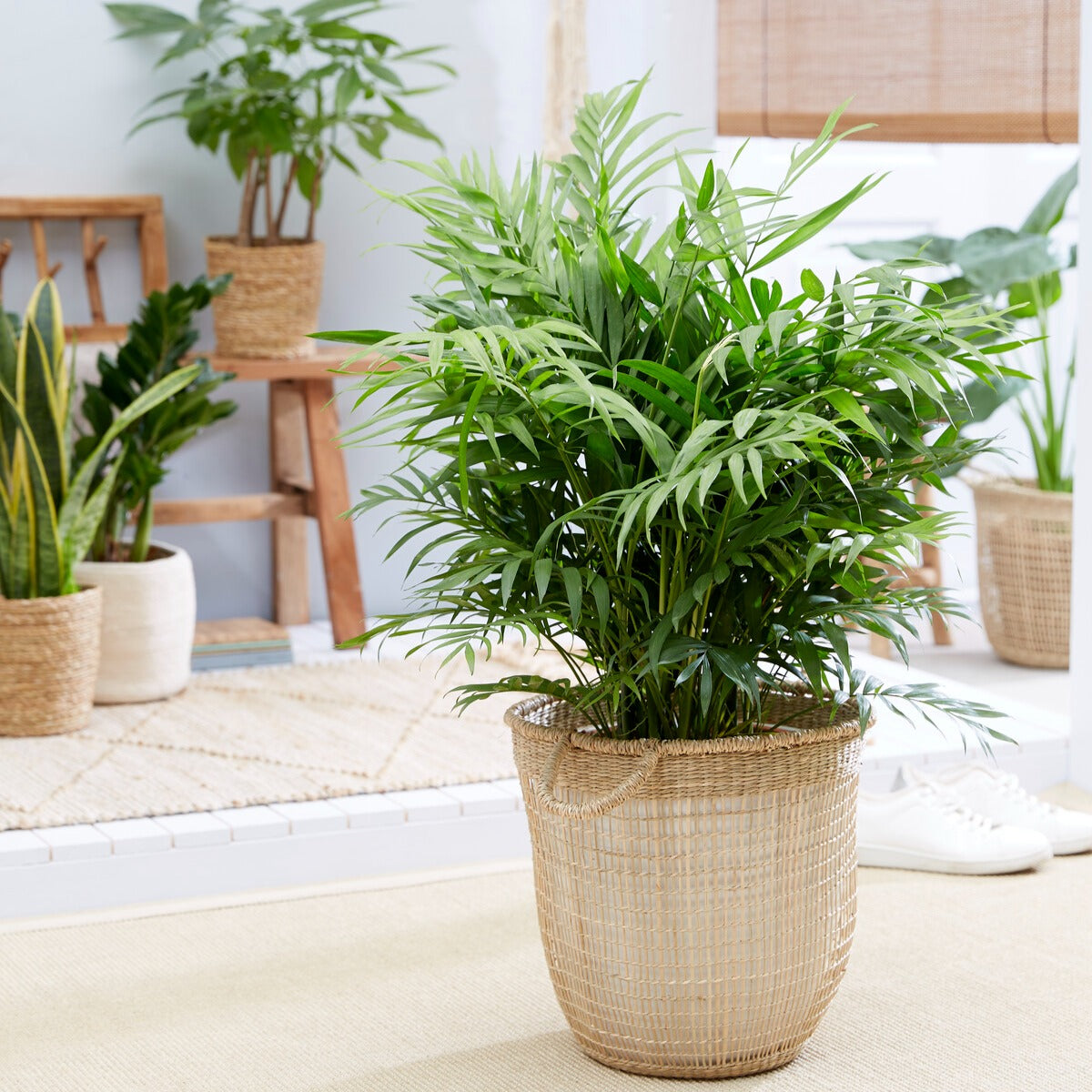 Verkauf Bergpalme
