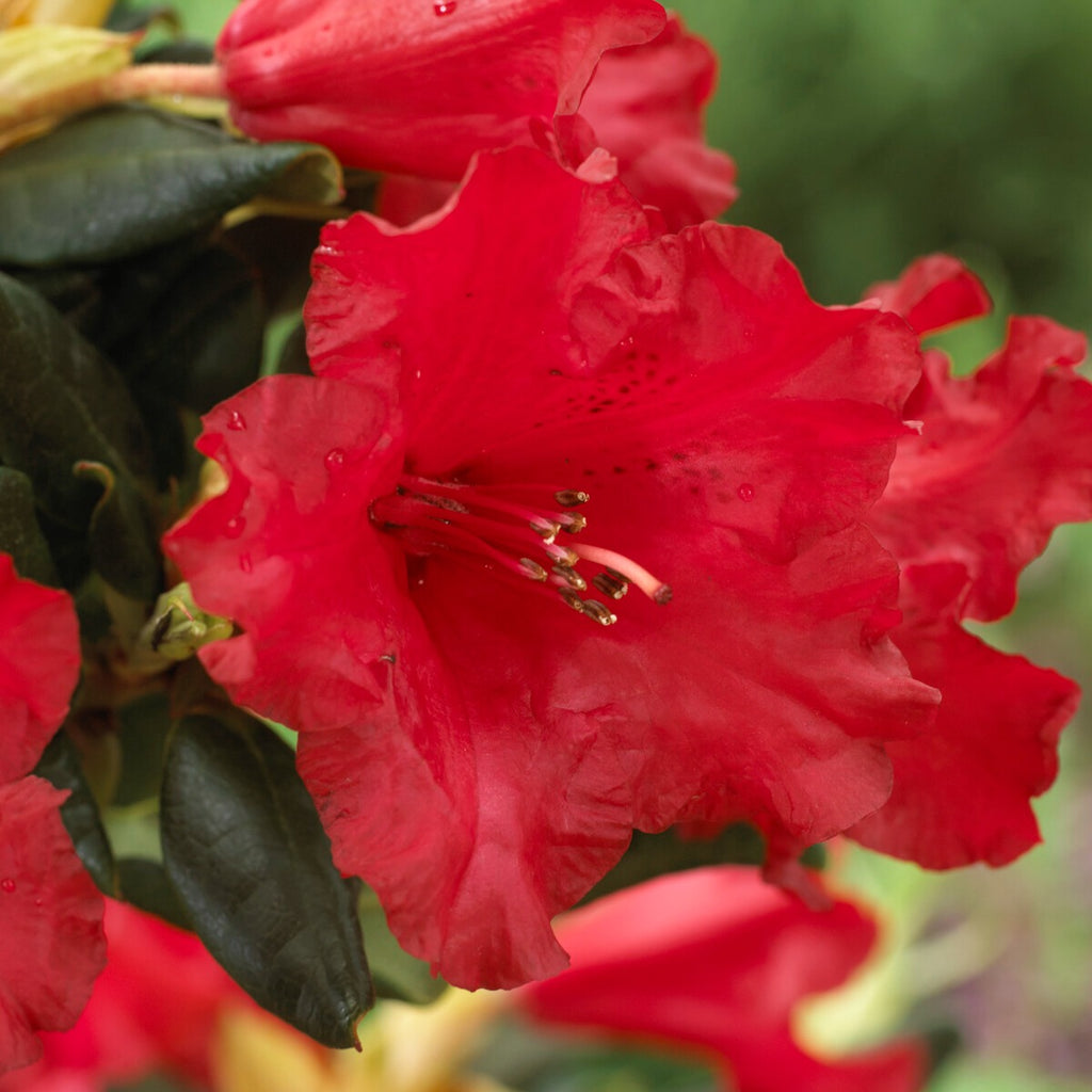 Rhododendron | Online kaufen auf Bakker.com