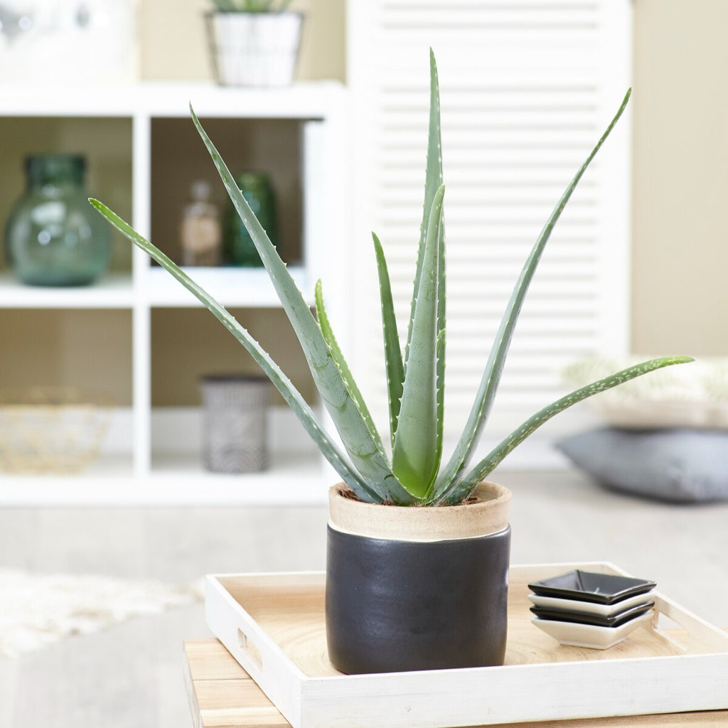 Aloe vera - Aloe vera