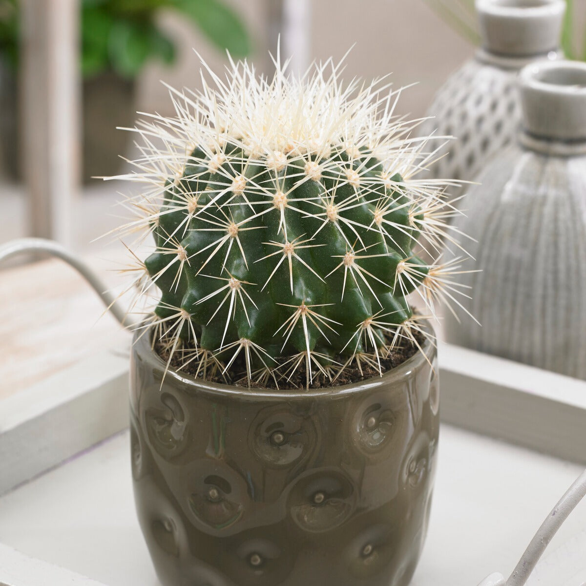 Kaktus und fette Pflanze - Schwiegermutterstuhl Echinocactus grusonii - Cactus Echinocactus grusonii