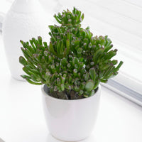 Crassula ovata hobbit - Dickblatt 'Hobbit' - Fettige Zimmerpflanzen
