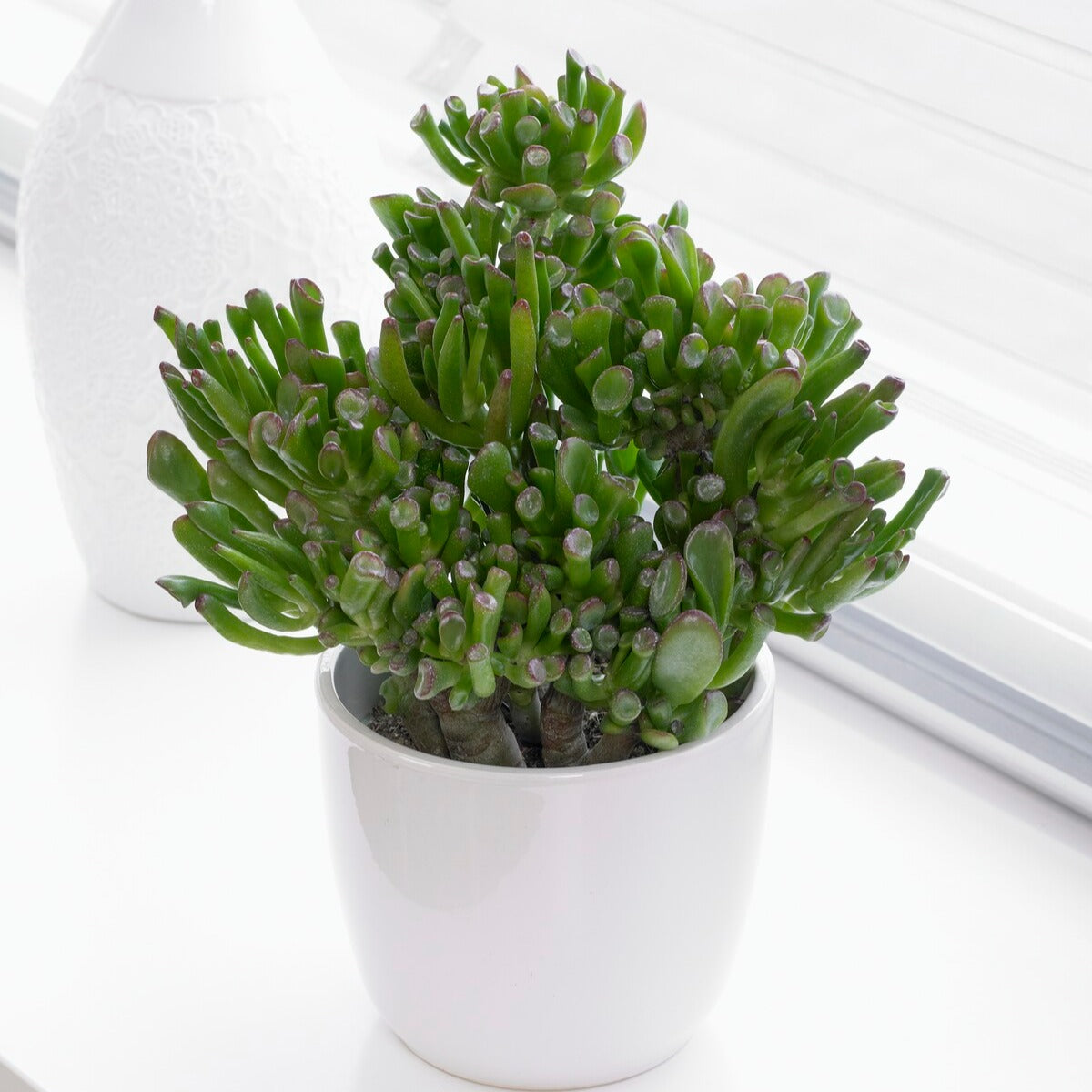 Crassula ovata hobbit - Dickblatt 'Hobbit' - Fettige Zimmerpflanzen