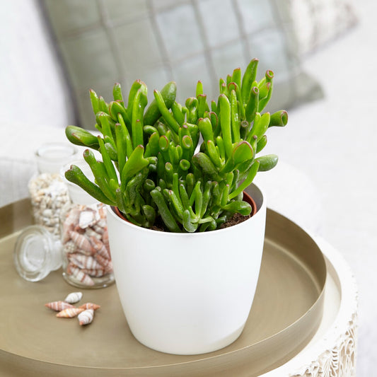 Sukkulente Geldbaum Crassula 'Hobbit' - Bakker