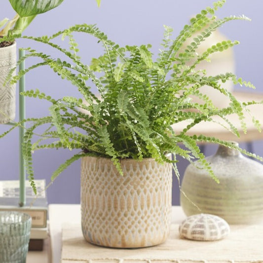 Schwertfarn 'Duffi' - Bakker